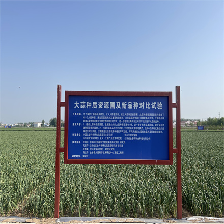 大蒜資源圃