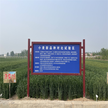 小麥不同品種對比試驗