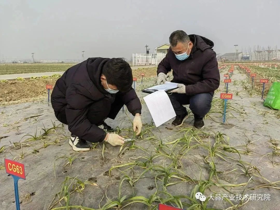 大蒜種質(zhì)越冬數(shù)據(jù)考察