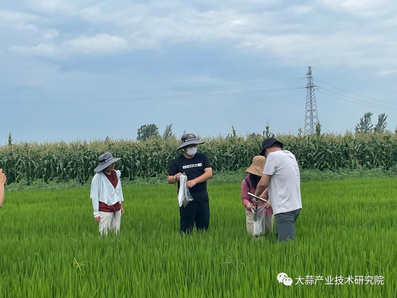 土壤改良修復(fù)項(xiàng)目取得階段性成果